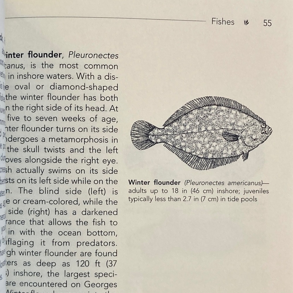 Life Between the Tides Marine Plants & Animals of the Northeast Hermit Crab Fish